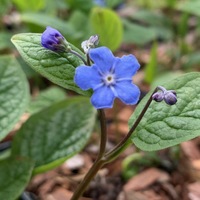 Omphalodes verna